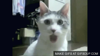 Amazed cat